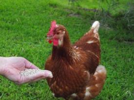 วิธีการให้อาหารไก่ไข่: สูตรอาหารและอาหาร