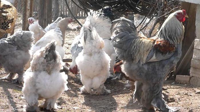 Brahmacho partridge