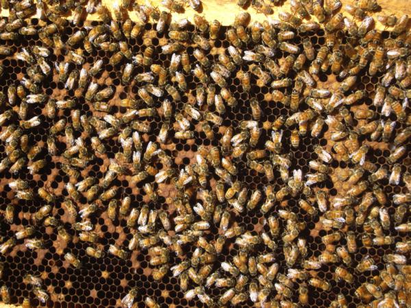 bee-feeding สำหรับฤดูหนาว