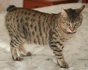 Karelian Bobtail Cattery