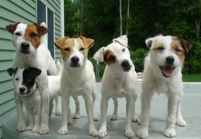 jack russell terrier ตัวอักษรотзывы