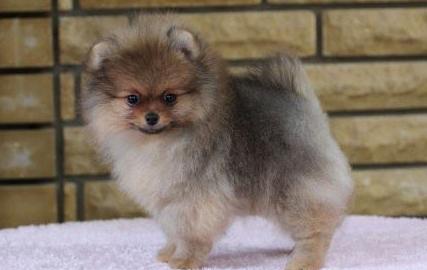 เท่าไหร่ Pomeranian Spitz ในรัสเซีย