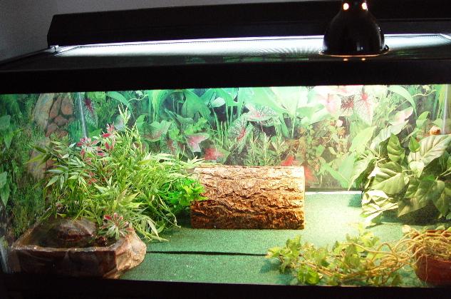 Terrarium สำหรับเต่าทะเลและแมงมุม - คำแนะนำที่เป็นประโยชน์