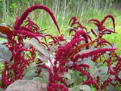 Amaranth - ดอกไม้แห่งอนาคต