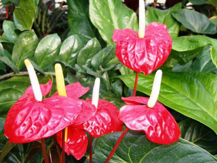 spathiphyllum และ anthurium เข้าด้วยกัน