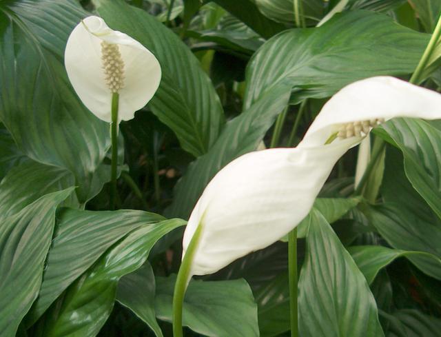 ทำไมไม่บุปผา spathiphyllum ผลิตใบเท่านั้น