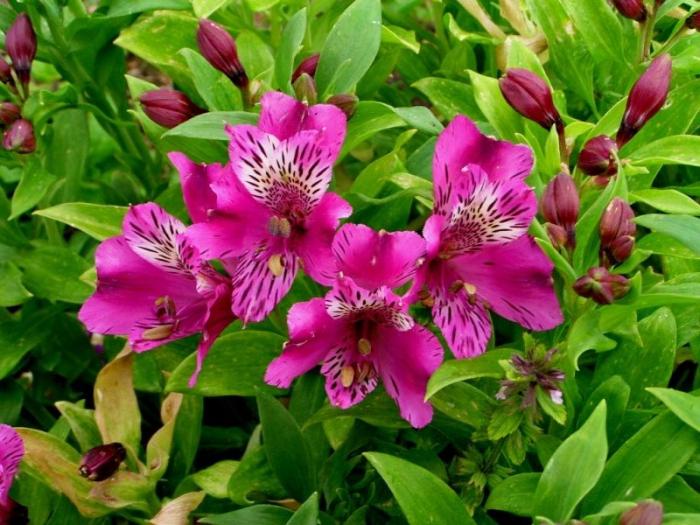 ดอกไม้ Alstroemeria - ตกแต่งสวนของคุณ