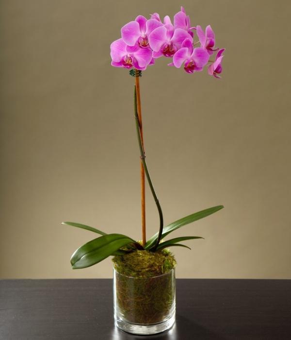 ความสง่างามของกล้วยไม้: ดูแลที่บ้าน Phalaenopsis