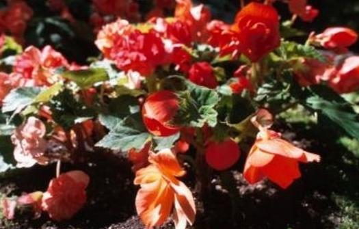 วิธีการปลูกต้น Begonia จากเมล็ด