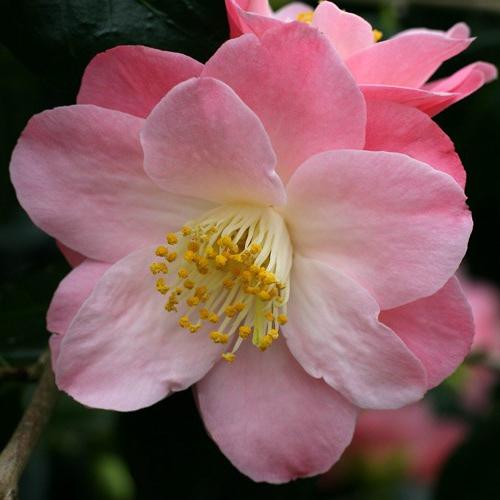 Camellia ญี่ปุ่น - ดอกความงาม