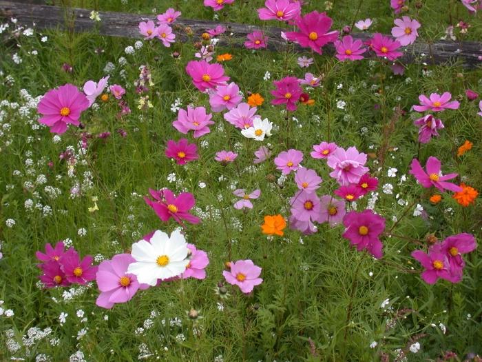 ภาพพันธุ์ Cosmea