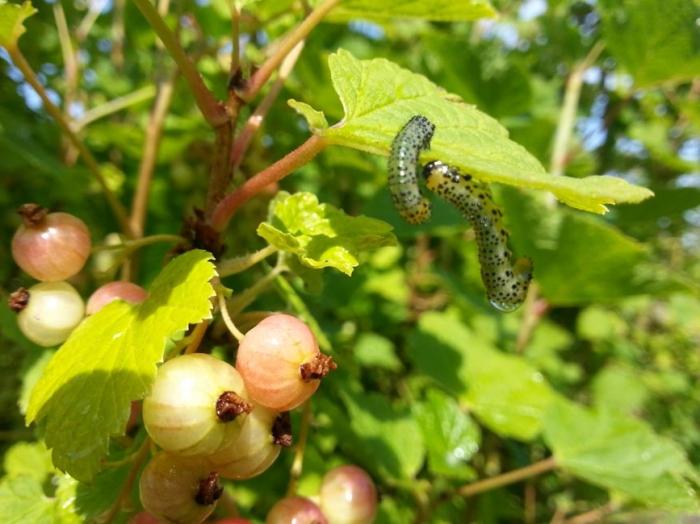 วิธีการจัดการกับ Gooseberries