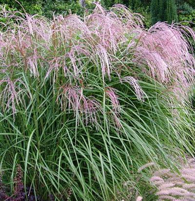 ภาพ Miscanthus จีน