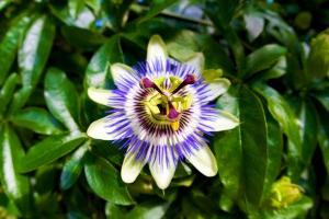 Passiflora: ดูแลที่บ้าน (คุณสมบัติ)