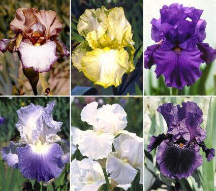 irises ของเคราพันธุ์