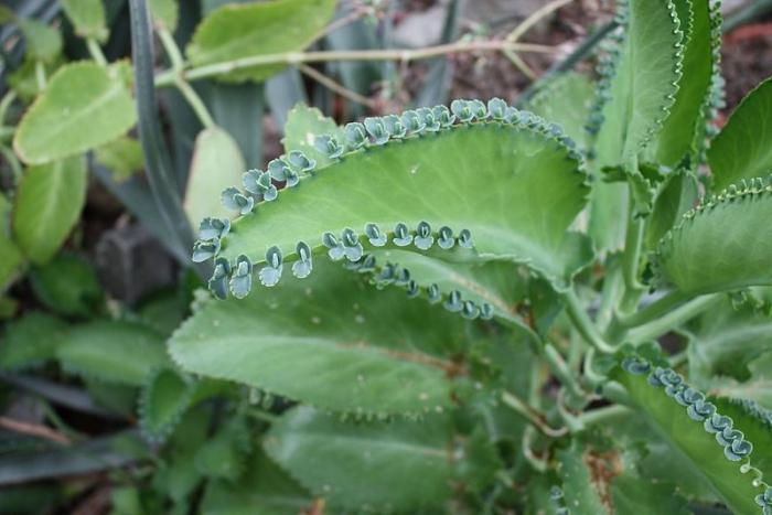 ทำไมไม่ได้ดอกไม้ Kalanchoe