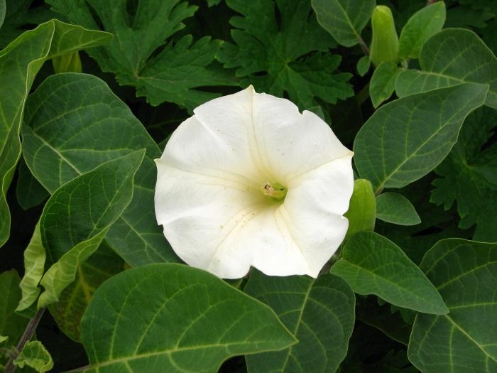 ดอกไม้ภาพถ่าย datura