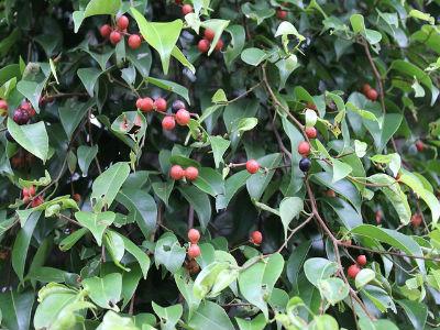 การสืบพันธุ์ของ Benjamin ficus และการดูแลพืช