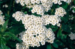 Spirea Nippon การปลูกและการดูแล