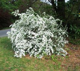 spirea Nippon photo