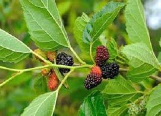 Mulberry Mulberry