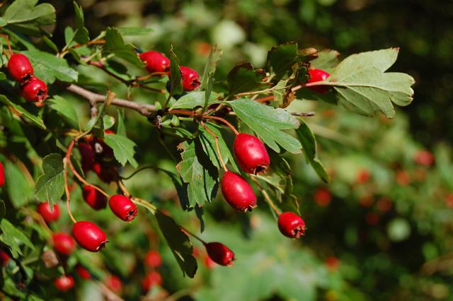 การเก็บเกี่ยว Hawthorn สำหรับฤดูหนาว