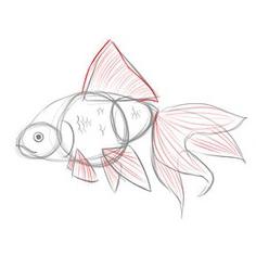 วิธีการวาดปลาทองด้วยดินสอ? คำแนะนำทีละขั้นตอน