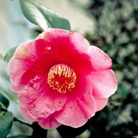 โกเมนและน้ำมัน camellia