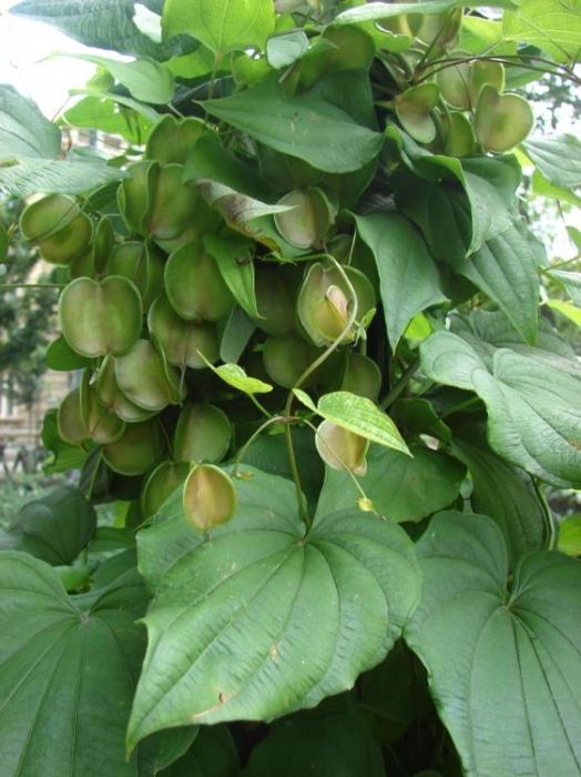 dioscorea คอเคเซียน