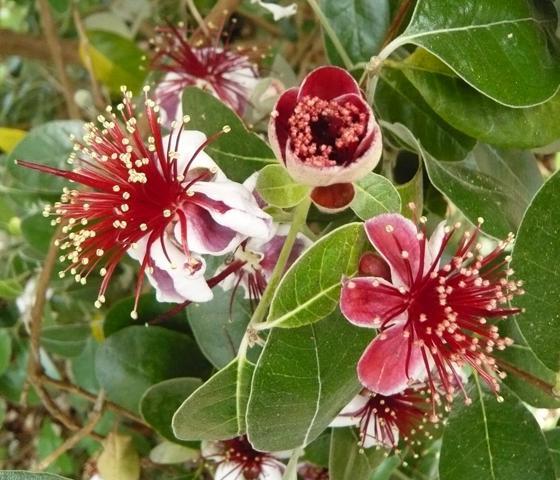 ผลไม้แปลกใหม่และมีสุขภาพดีของ feijoa