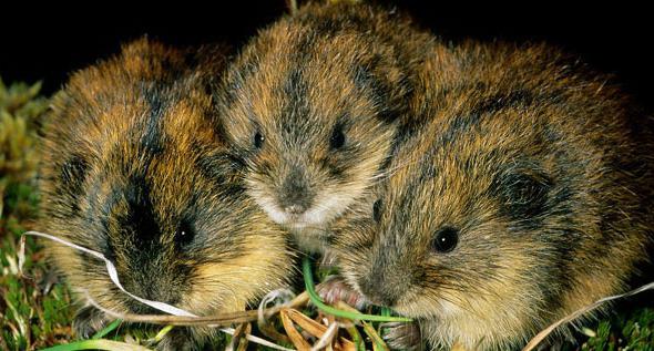 Lemming: คำอธิบายวิถีชีวิต การฝังกลบอยู่ที่ไหนในป่า?