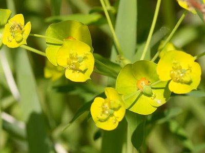 euphorbia pallas