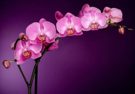 กล้วยไม้ Phalaenopsis