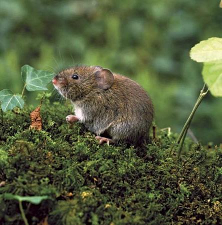 Vole คือเมาส์ที่กระจายอยู่ทั่วไป