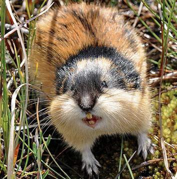 lemming photo