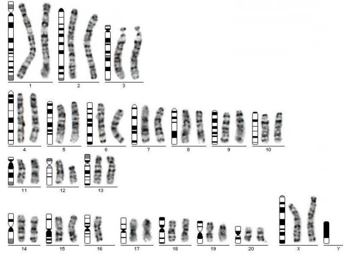 การจำแนกเดนเวอร์ของโครโมโซมเป็นพื้นฐานสำหรับการวิเคราะห์ karyotyping