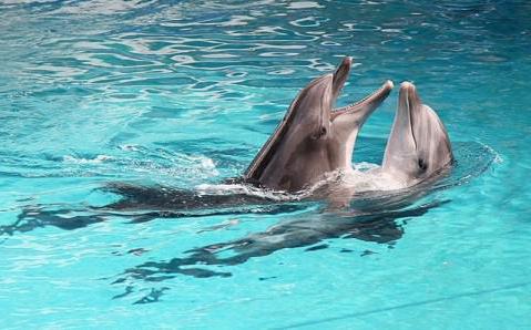 Dolphinarium ใน Nizhny Novgorod: คำอธิบายราคาเวลาเปิดทำการ