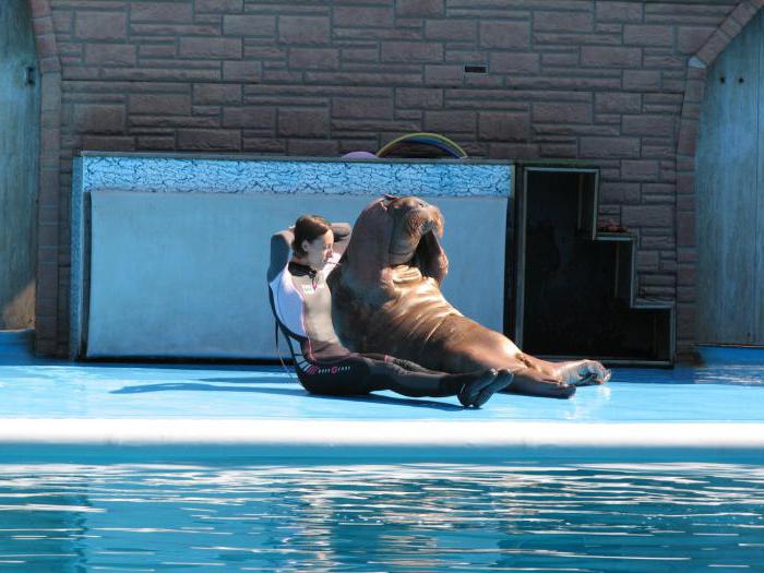 โซเดียม Dolphinarium ไหนดีที่สุด?