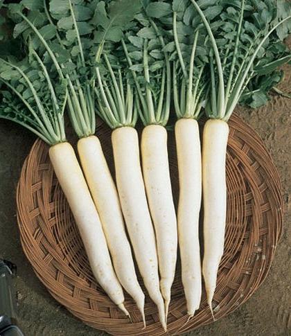 daikon ประโยชน์และเป็นอันตรายต่อสุขภาพ