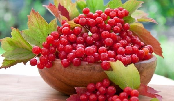 สูตรสำหรับ viburnum จากไอ