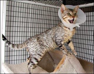 การบำบัดรักษาแมว โรคผิวหนังที่เป็นอันตราย