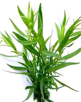 tarragon คุณสมบัติที่เป็นประโยชน์