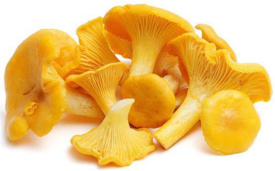 Chanterelles (เห็ด): คุณสมบัติทางยา การประยุกต์ใช้ในการแพทย์พื้นบ้าน