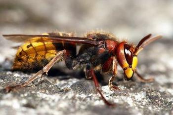 bee sting wasps ปฐมพยาบาล