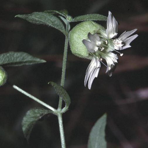 Smolovka vulgaris: สรรพคุณทางยาและการประยุกต์ใช้