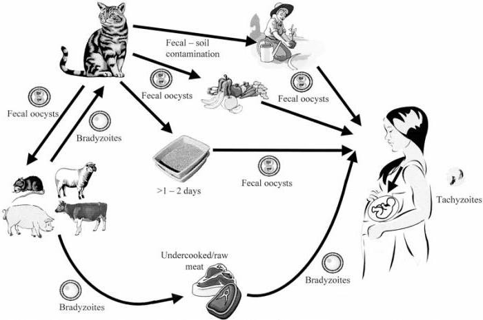 toxoplasma gondii